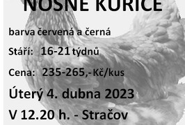 Prodej nosných kuřic 4.4. 2023