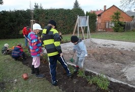 sázení Klenice